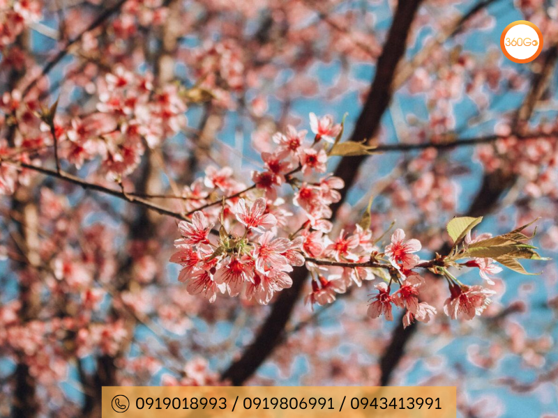 Hoa mai anh đào tháng 1 đến tháng 2 tại Đà Lạt - Du lịch 360Go